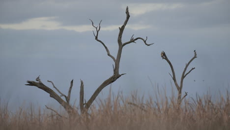 Perched-Swamp-Harrier-at-Kow-Swamp