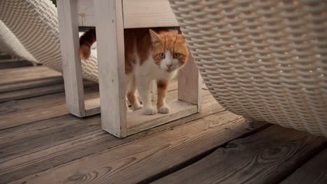 A-red-haired-cat-walks-under-a-wooden-stool-on-a-wooden-floor-and-looks-ahead.-Country-house