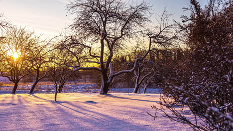 puesta de sol con hermoso reflejo en un jardín nevado con árboles