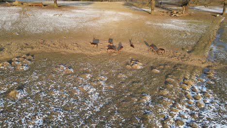 group of wild deer fighting early morning long shadows aerial pull back