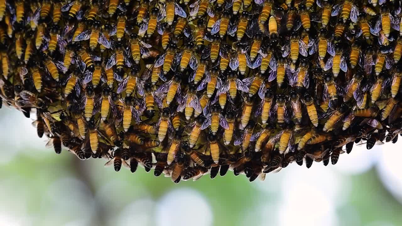 se sabe que las abejas melíferas gigantes construyen grandes colonias de nidos con bolsillos simétricos hechos de cera para almacenar miel como fuente de alimento.