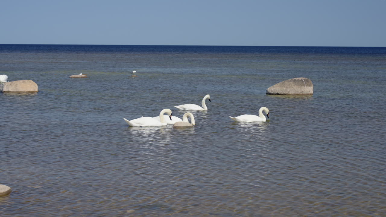 Swans at the Baltic sea shore