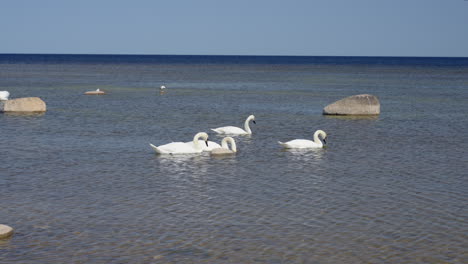 swans at the baltic sea shore