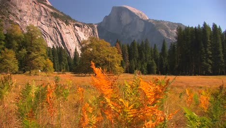 Bäume-Stehen-Am-Rand-Einer-Bergwiese-Im-Yosemite-Nationalpark-Kalifornien-2