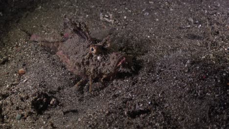 Indian-Walkman-burying-itself-in-sand-for-camouflage-at-night