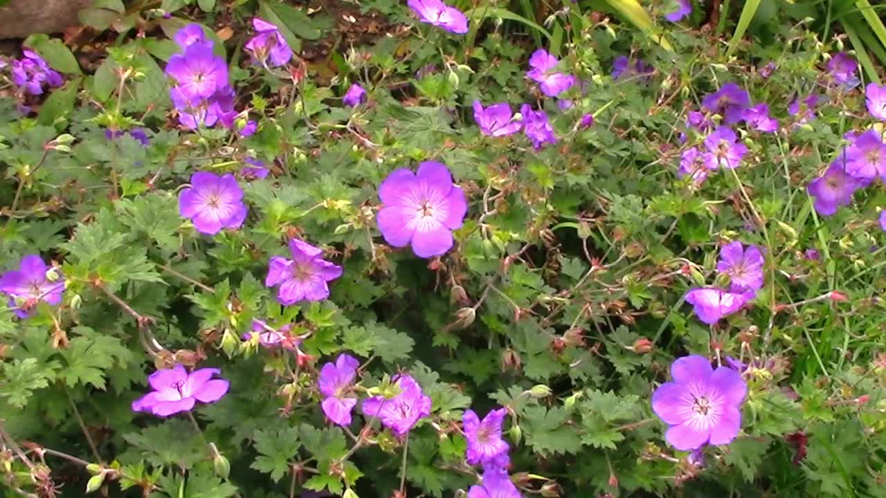 Geranium pratense growing in an English cottage garden