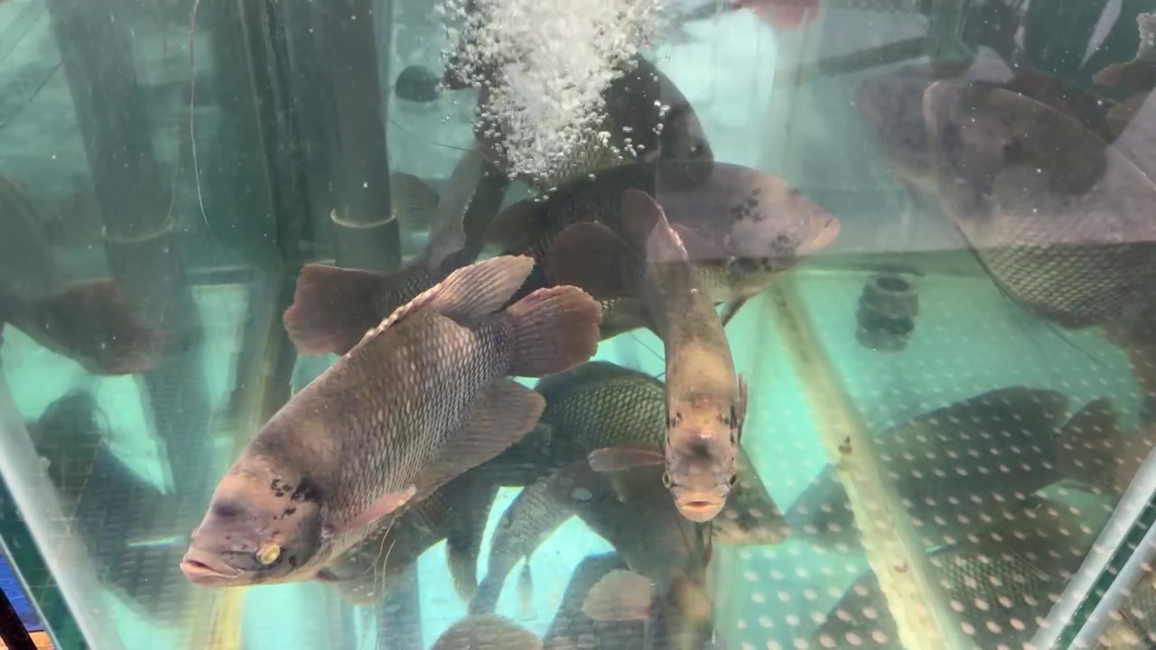 Poissons d'eau douce vivants nageant dans un aquarium en verre