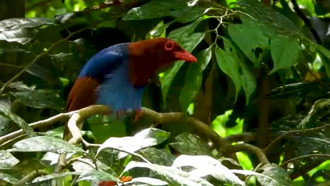 sri lanka blue magpie ceylon magpie urocissa ornata corvidae endemic bird blue brown birds kahibella wildlife perched on a tree branch