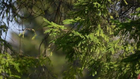 Evergreen-pine-tree-closeup-of-branch-and-pine-needles-in-Europe