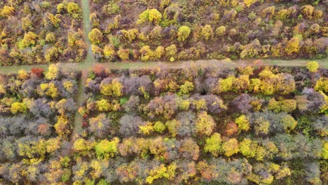 row after row of cultivated, planted, deciduous trees and hiking trails