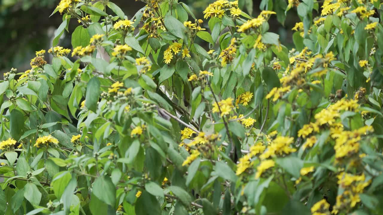 Close Up Shot of Tree Marigold Flowers Moving from Wind