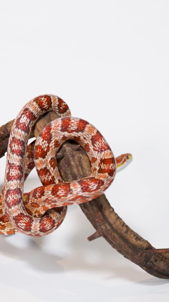 Un serpente del grano rosso si avvolge e si srotola su un ramo di legno su uno sfondo bianco pulito da studio.