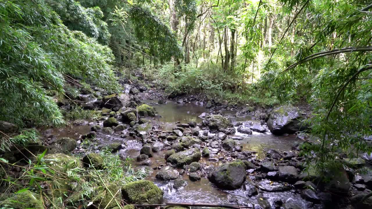 하와이 의 열대 우림