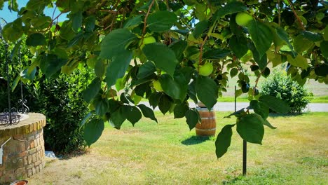 Apple tree in green field in Costagnole delle Lanze