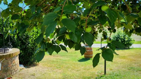 apple tree in green field in costagnole delle lanze