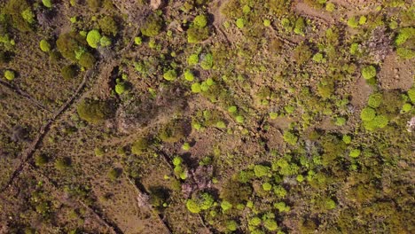 Herabsteigen,-Grüne-Naturflächen-Von-Oben,-Abstrakte-Muster-Der-Natur