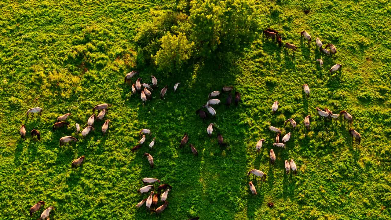 Cavalos selvagens pastando em um campo na hora dourada, em uma vista aérea de cima