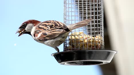 Los-Gorriones-De-Los-árboles-Euroasiáticos-Se-Alimentan-De-La-Torta-De-Un-Comedero-Para-Pájaros-Que-Cuelga-Cerca-De-La-Ventana