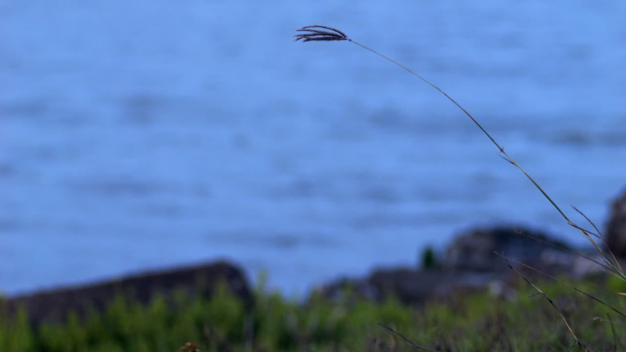 quackgrass의 긴장은 바람에 탄력적으로 불고