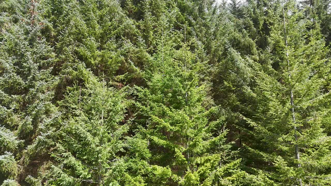 A slow camera pan reveals dense pine trees on a sunlit hillside in Glen Clova, Scotland, with vibrant green foliage and natural daylight
