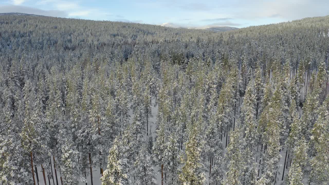 드론은 나무에서 올라와 오른쪽으로 회전하여 노르웨이의 stor elvdal, atna 마을 주변의 산을 보여줍니다.