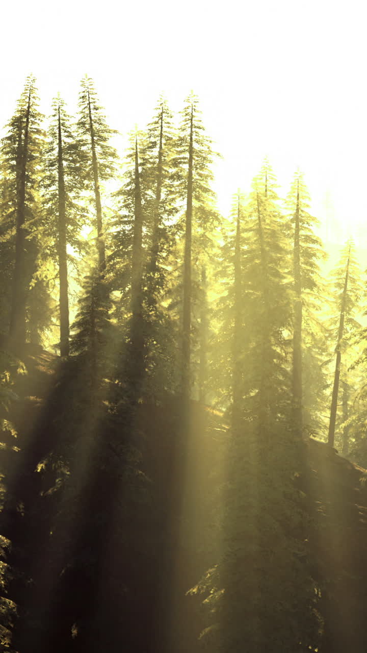 Sunlight filtering through tall trees in a serene forest setting