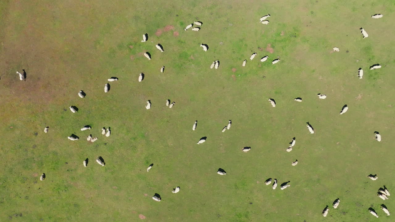 Drone Birds Eye view of sheep in a green field in New Zealand