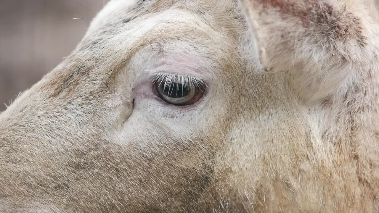 Close up of a White Deer's Eye