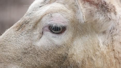 close up of a white deer's eye