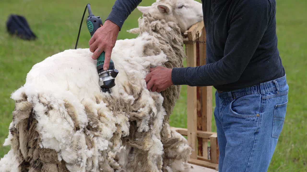 Professional shearer cutting the sheep`s wool. Electric mavhine shearing adult sheep for wool production.