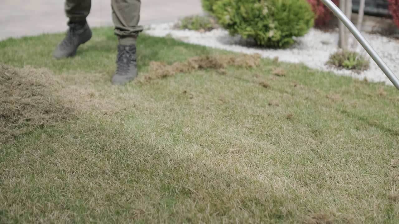 Person Raking Dry Thatch from a Green Lawn