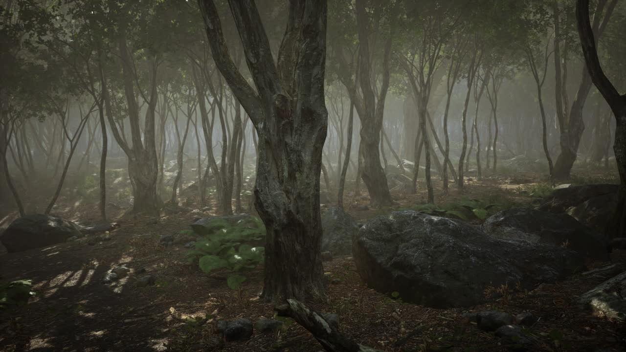 árboles boscosos iluminados por la luz dorada del sol