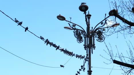 birds, doves, sitting on an electrical wire and lamp post, slow motion