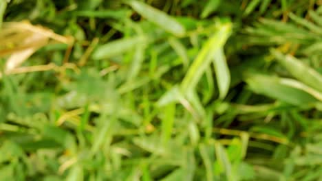 vertical footage - blurry defocused of tropical green waving bamboo tree branch blowing in wind natural relax background concept with sunlight, abstract and bokeh