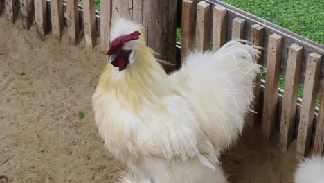 fluffy white rooster in a pen