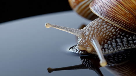 close-up of a snail on a reflective surface