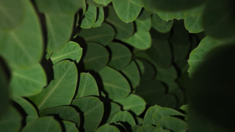 green leaves tunnel - background loop