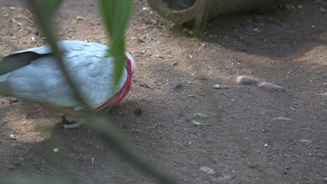 Rosakakadu,-Eolophus-Roseicapilla-Mit-Charakteristischem-Rosa-Und-Grauem-Gefieder,-Das-Auf-Dem-Boden-Gefleckt-Ist-Und-Nach-Nahrung-Sucht