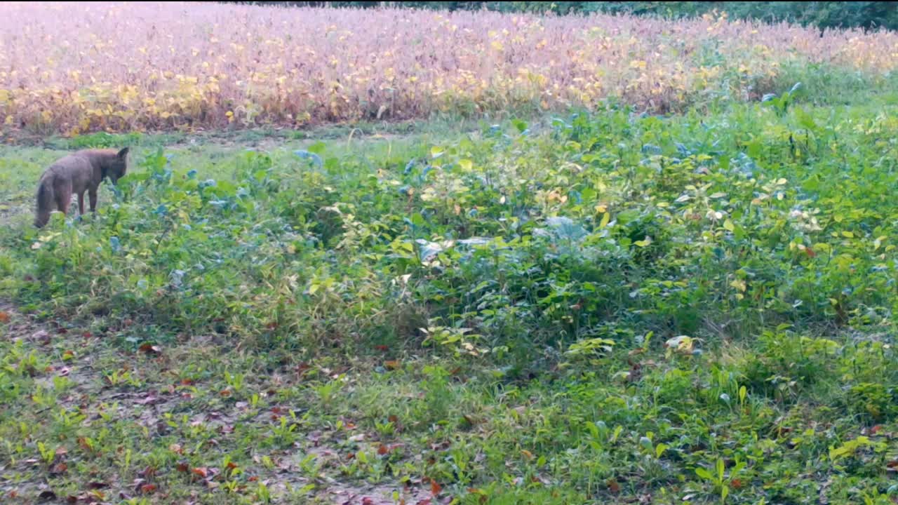 코요테는 상부 중서부의 콩 가장자리에 있는 사 을 지나가면서 꽃의 새를 맡기 위해 멈추고 있다.