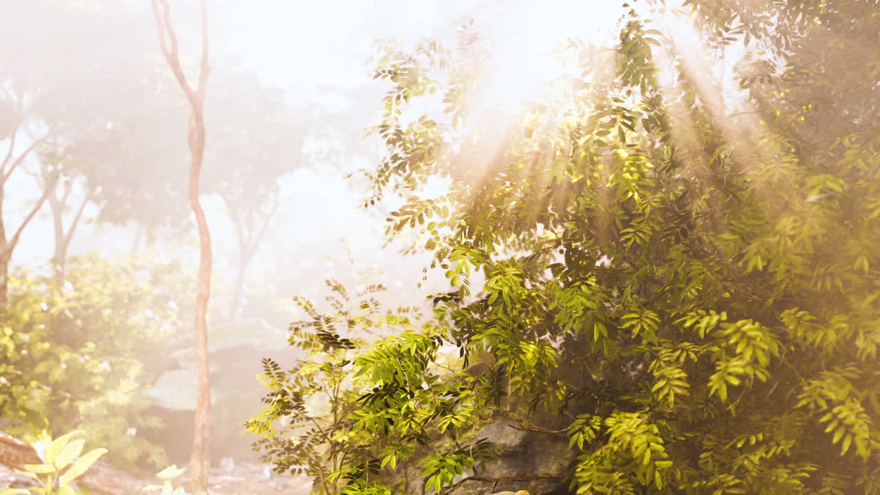 안개 숲 을 가로질러 흐르는 빛