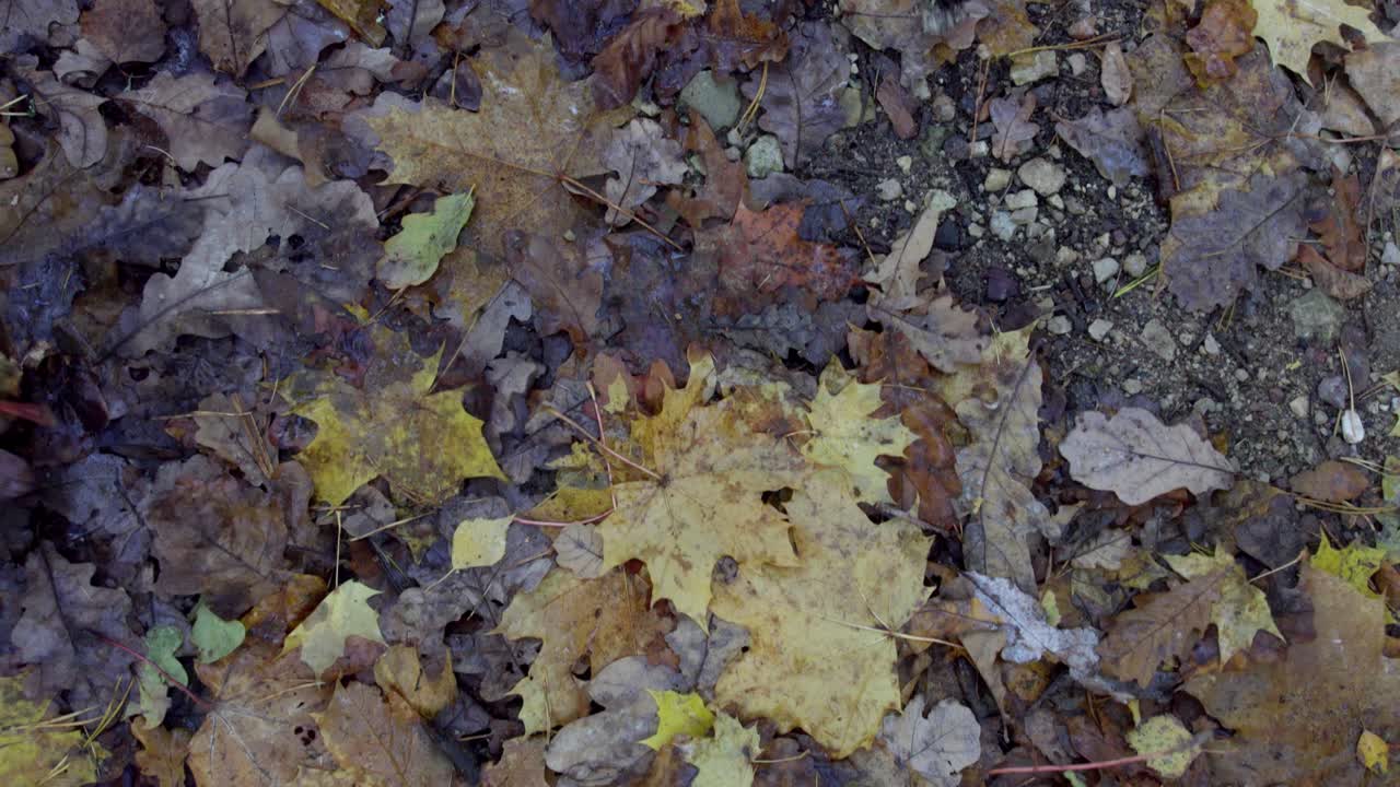 Foglie autunnali spazzate via dal vento generato da un drone