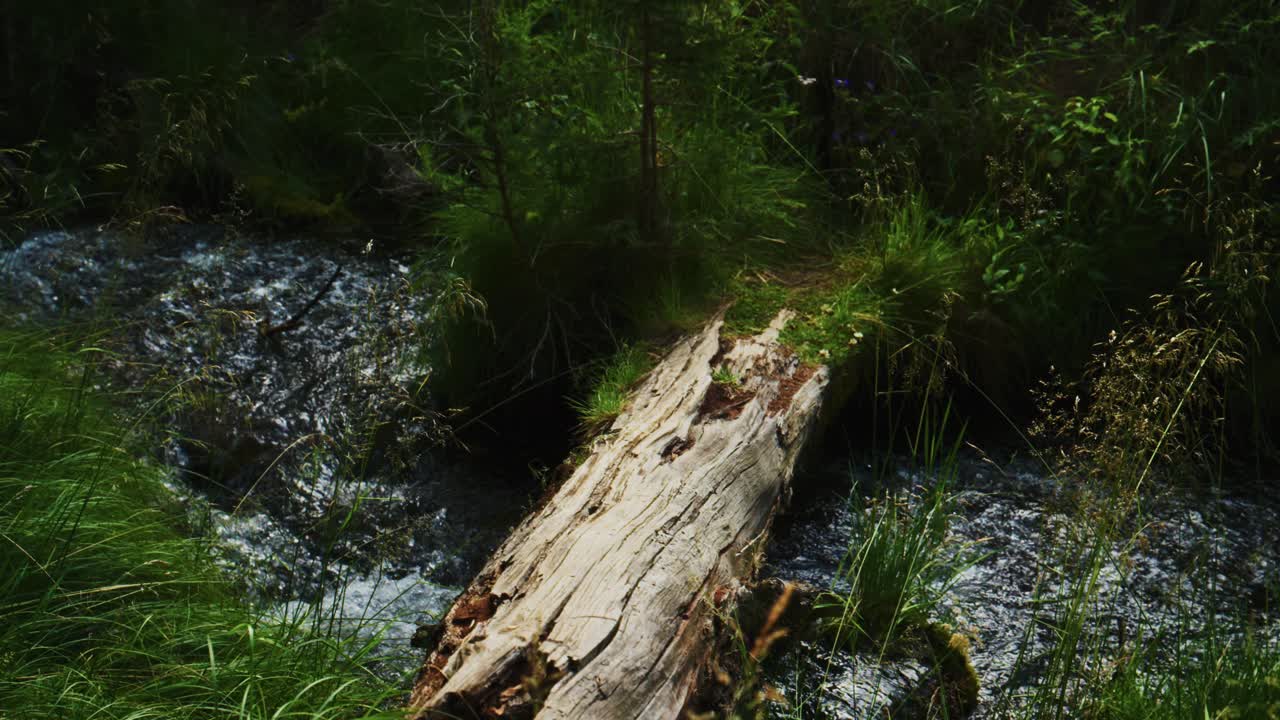 Un tronco stagionato giace attraverso un ruscello impetuoso nel bosco. Erba verde lussureggiante e felci circondano l'acqua. La scena appare serena e incontaminata dall'uomo. Ideale per documentari sulla natura o progetti a tema ecologico.