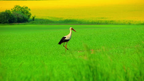 one white stork in green grass. white stork flying over filed