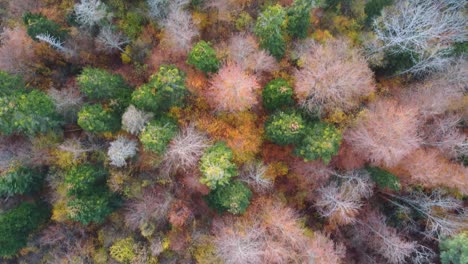 Aerial-view-of-autumn-trees