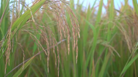 paddy is the staple food and cash crop of most of the countries of the world