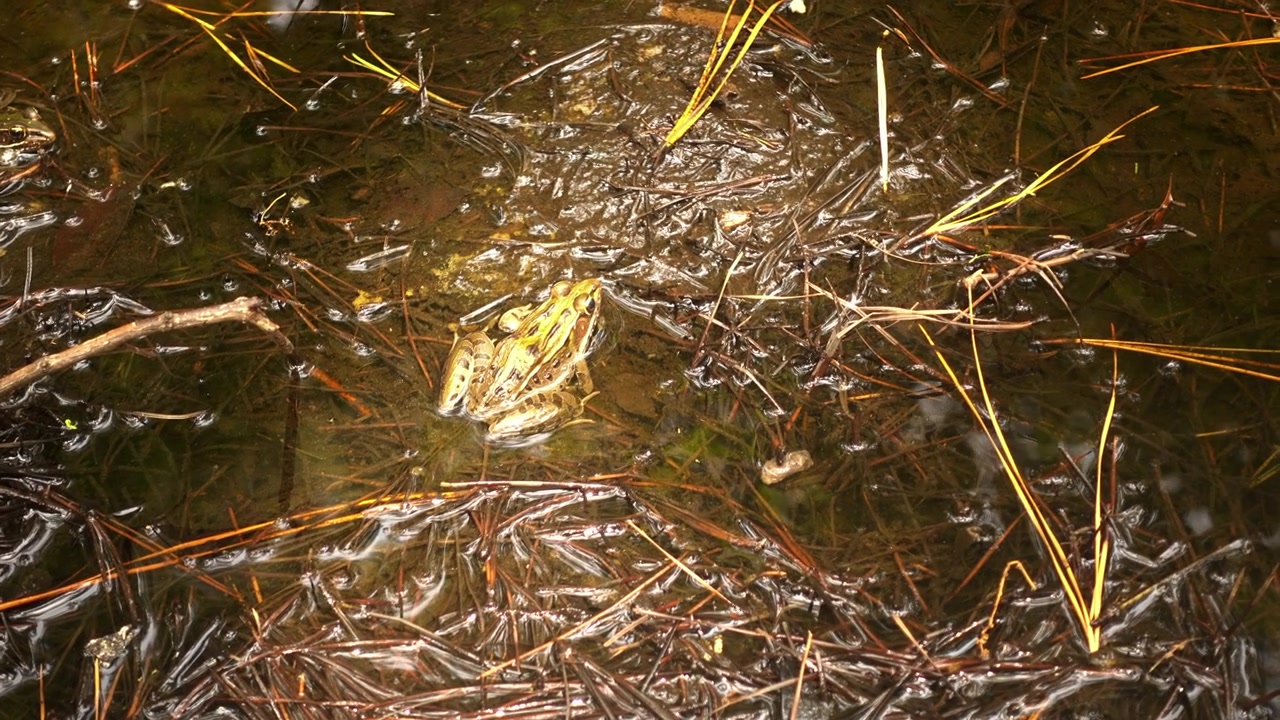 Una rana leopardo meridionale si trova in una pozzanghera ai margini di uno stagno.