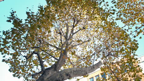 autumn trees in central london off a backstreet