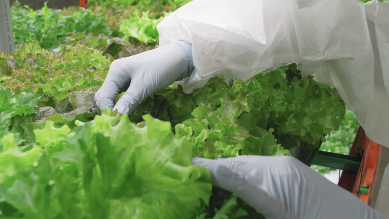 Greenhouse Worker Hands Inspecting Lettuce Seedlings
