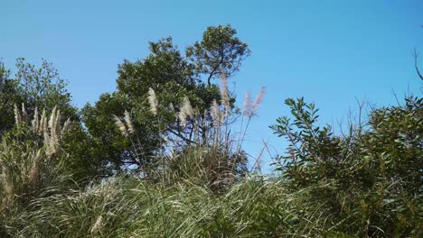 4K-Cortaderia-Selloana,-Allgemein-Bekannt-Als-Pampasgras,-Das-Im-Wind-Mit-Dem-Blauen-Himmel-Im-Hintergrund-Zittert