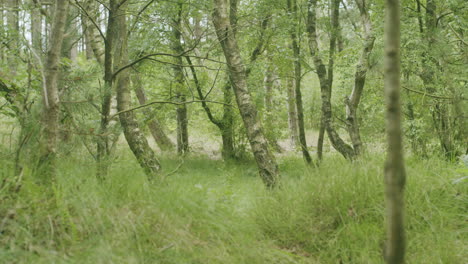 medium wide shot of looking into a forest near the dunes of sankt peter ording, ground completely covered with grass